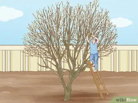 Image titled Prune a Magnolia Tree Step 13