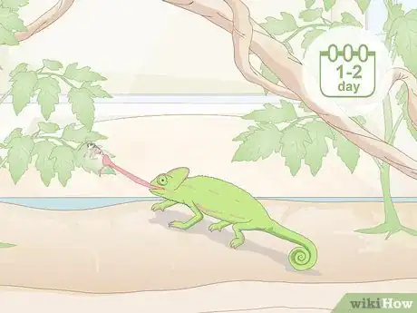 Image titled Take Care of a Chameleon Step 11