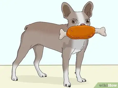 Image titled Identify a Boston Terrier Step 10