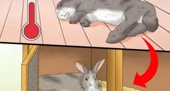 Treat Heat Stroke in Rabbits