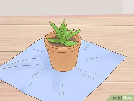 Image titled Prevent Cats from Eating Plants Step 5