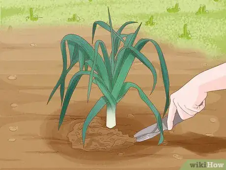 Image titled Harvest Leeks Step 5