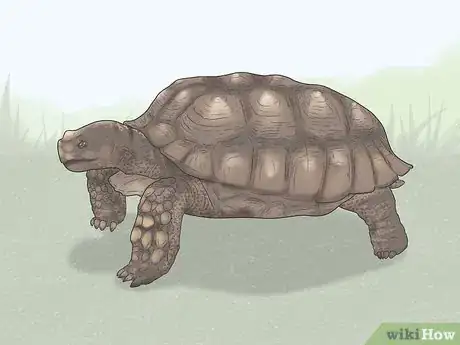 Image titled Identify Turtles Step 8