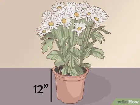 Image titled Care for Daisies Step 15