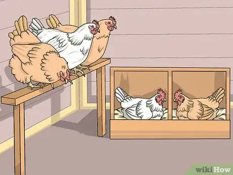 Image titled Take Care of Chickens Step 14