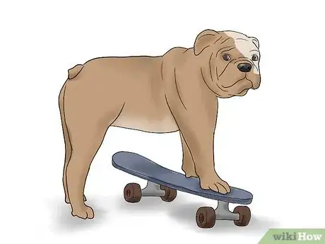 Image titled Teach a Bulldog to Skateboard Step 3