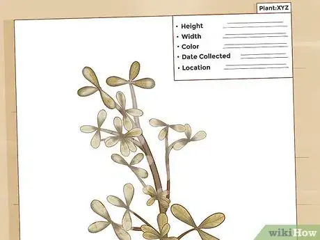 Image titled Make a Herbarium Step 14