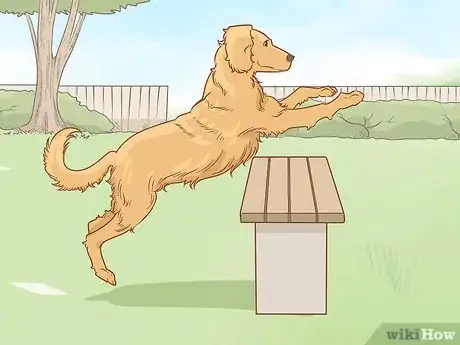 Image titled Teach Your Dog to Jump Step 8