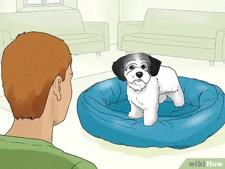 Image titled Identify a Havanese Step 12