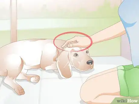 Image titled Care for Dogs with Distemper Step 14