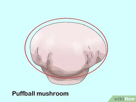 Image titled Identify Edible Mushrooms Step 9