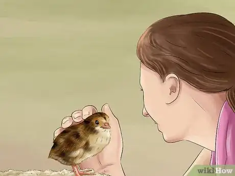 Image titled Tame a Baby Quail Step 9