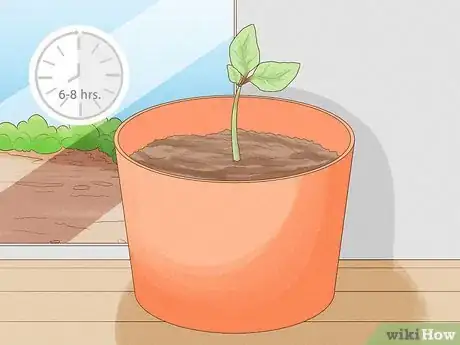 Image titled Grow Basil Cuttings Step 10