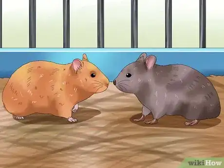 Image titled Get Hamsters to Stop Fighting Step 4