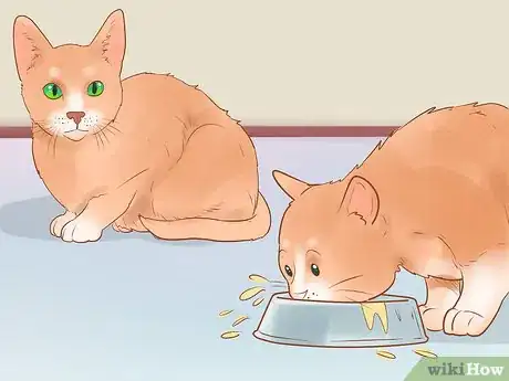 Image titled Know if Your Cat Is Sick Step 18