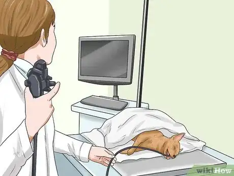 Image titled Diagnose a Collapsing Trachea in Chihuahuas Step 9