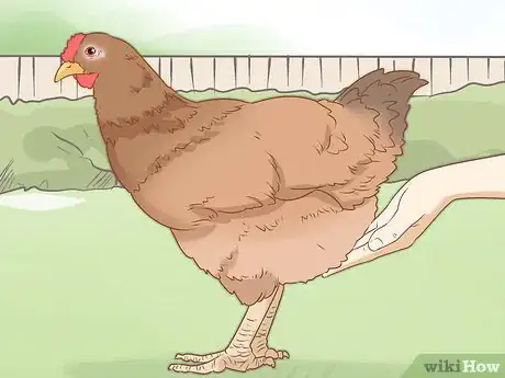 Image titled Cure a Chicken from Egg Bound Step 6