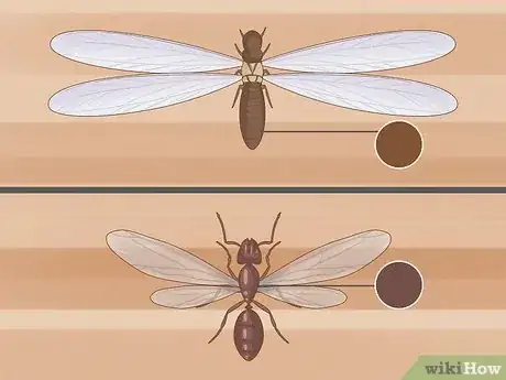 Image titled Flying Ants vs Termites Step 4