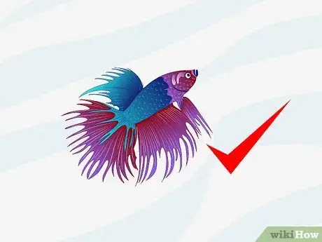 Image titled Make a 5 Gallon Aquarium Interesting Step 12