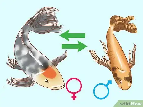 Image titled Determine the Sex of a Fish Step 1