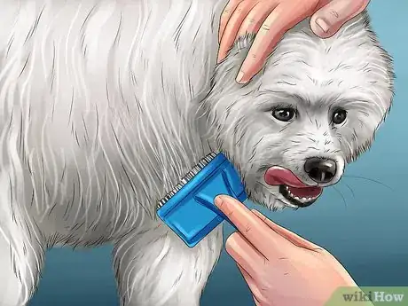 Image titled Care for an American Eskimo Puppy Step 12