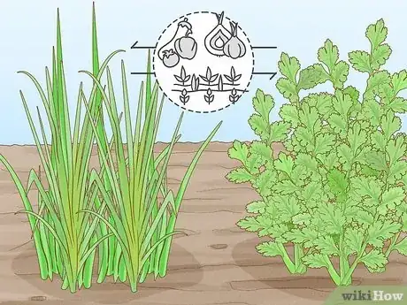 Image titled Onion Companion Plants Step 12