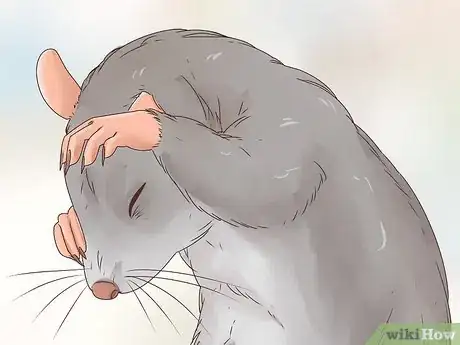 Image titled Choose Between a Pet Mouse or Pet Rat Step 4