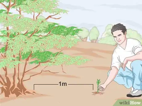 Image titled Grow a Sandalwood Tree Step 10