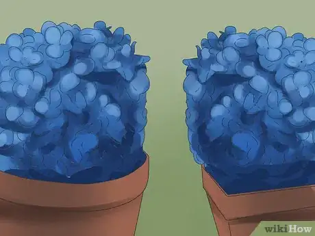 Image titled Keep Blue Hydrangeas Blue Step 10