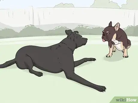 Image titled Identify a French Bulldog Step 12