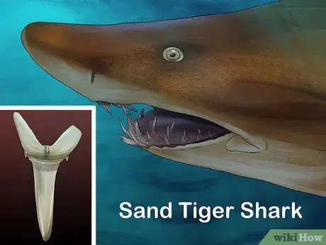 Image titled Identify Shark Teeth Step 9