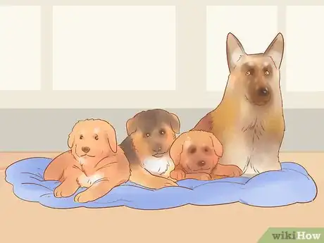 Image titled Choose a German Shepherd Puppy Step 11