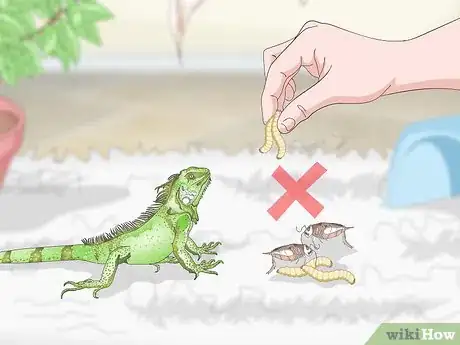 Image titled Care for an Iguana Step 14