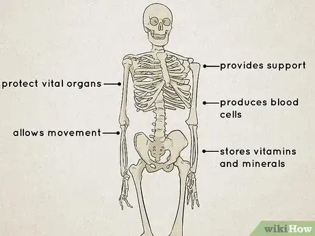 Image titled Understand the Human Skeletal System Step 3