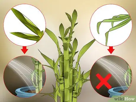 Image titled Care for an Indoor Bamboo Plant Step 12