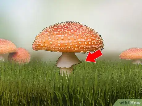 Image titled Identify Poisonous Mushrooms Step 6