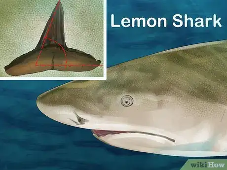 Image titled Identify Shark Teeth Step 8