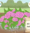 Change the Color of Hydrangeas