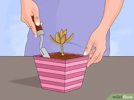 Image titled Propagate Succulent Plant Cuttings Step 11