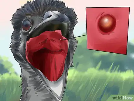 Image titled Diagnose Illness in an Emu Step 7