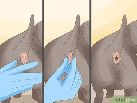 Image titled Make a Puppy Poop Step 7