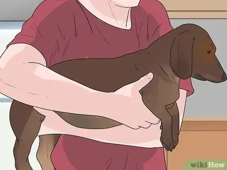 Image titled Pick up a Dog Properly Step 2