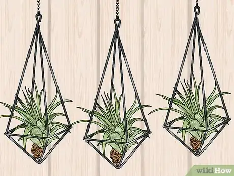 Image titled Propagate Air Plants Step 4