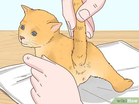 Image titled Determine the Sex of a Kitten Step 2