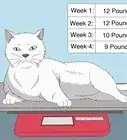 Determine if Your Cat is Overweight