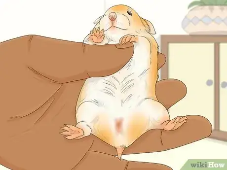 Image titled Perform a Check Up on Your Hamster Step 8