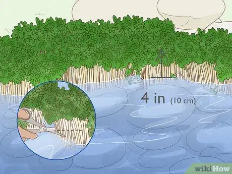 Image titled Grow Watercress in a Pond Step 22