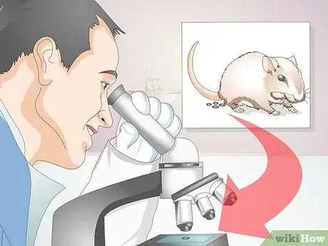 Image titled Know if a Gerbil Is Ill Step 11