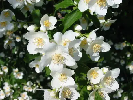 Image titled Jasmine flowers 190605 kpjas 547