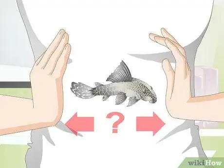 Image titled Introduce a Pleco to a Goldfish Tank Step 1